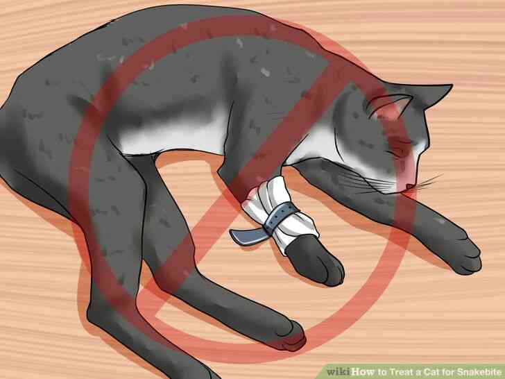 Image intitulée Traiter un Chat pour les Morsures de l